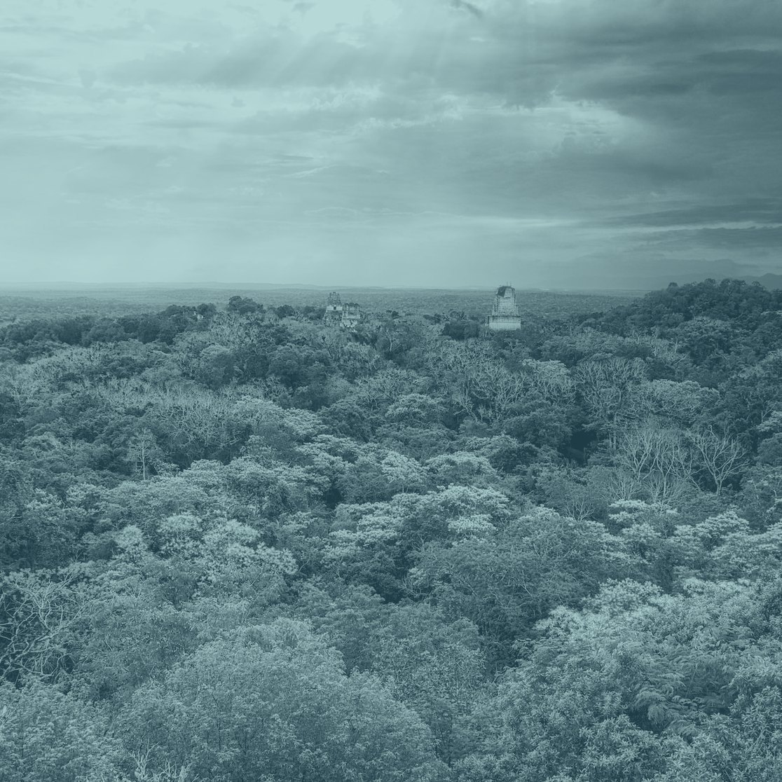Rainforest canopy seen from above