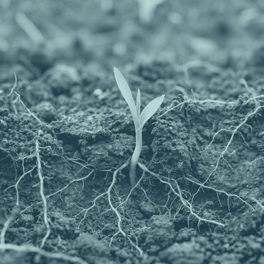 A seedling in dry, cracked soil