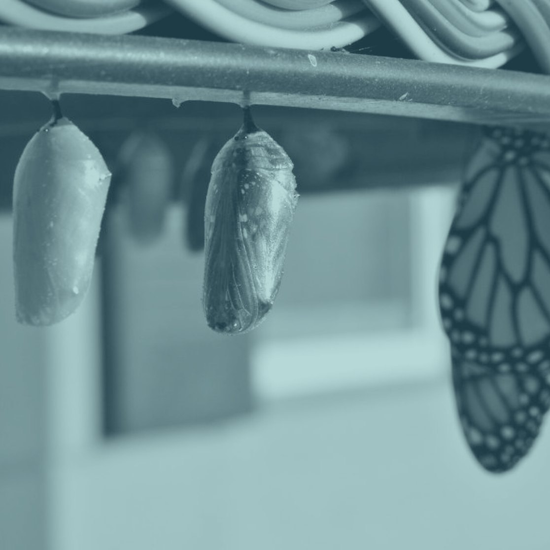 Chrysalises and a butterfly