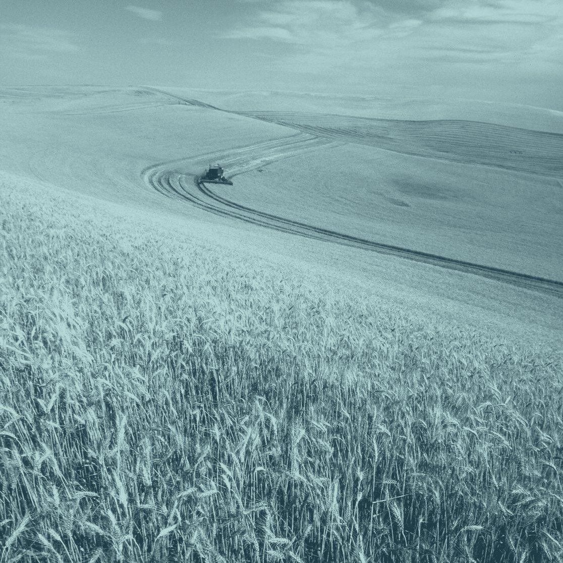 A combine harvesting wheat on rolling hills