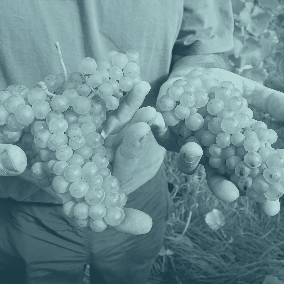 A grower holding freshly harvested grapes
