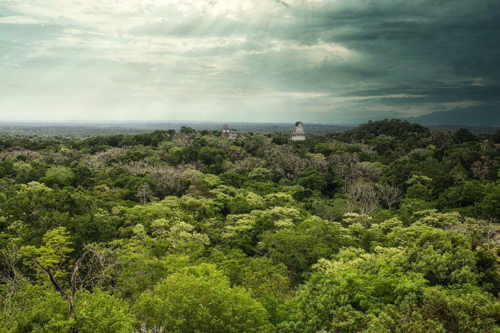 Forest in Guatemala