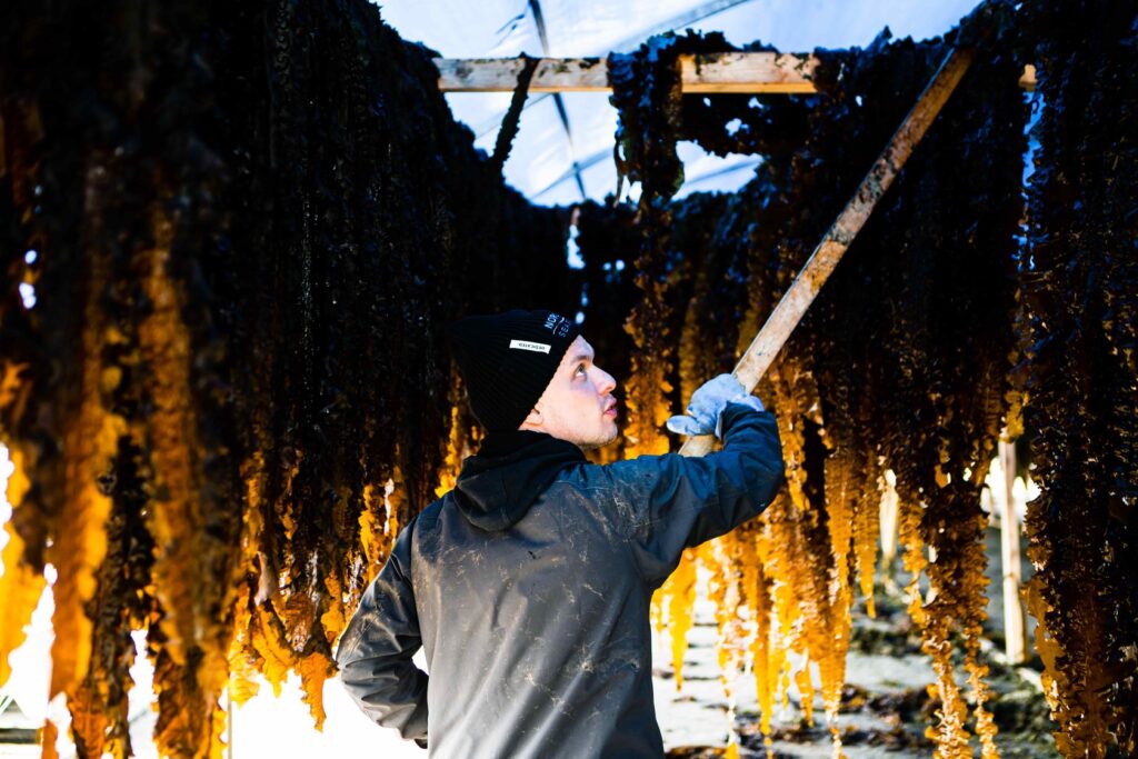 Nordic Seafarm sugar kelp drying