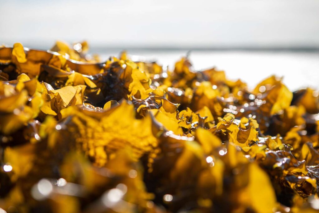 Nordic Seafarm sugar kelp