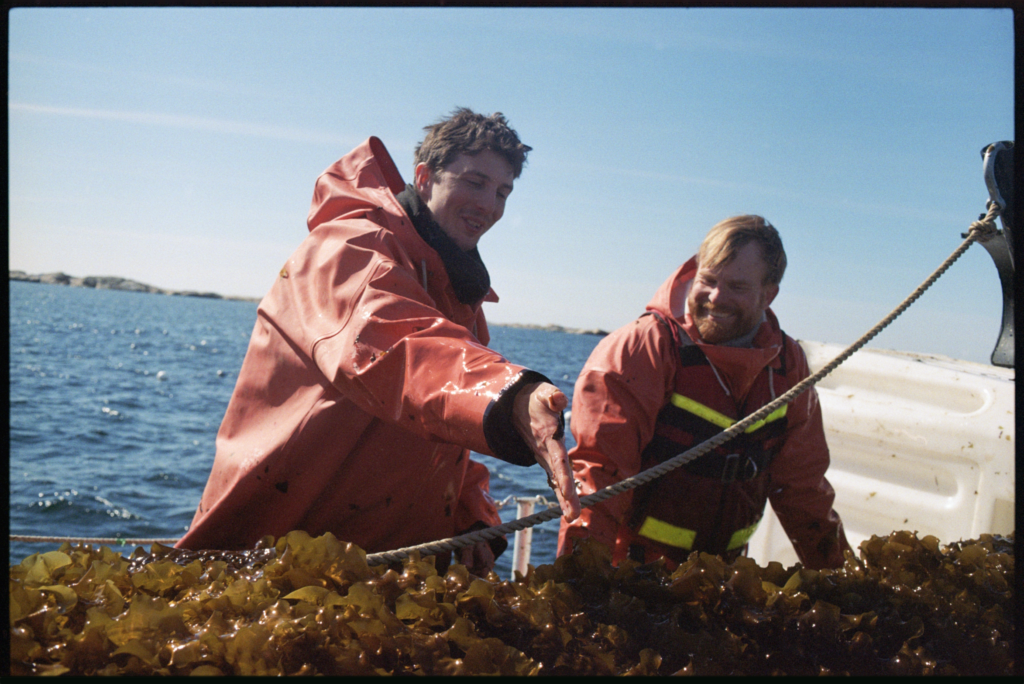 Nordic Seafarm sugar kelp harvesting